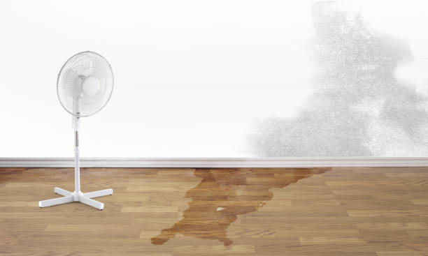 Best Water damage restoration near me  in Fulda, MN