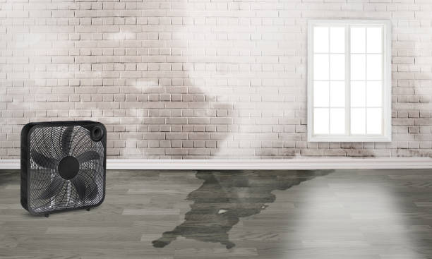 Best Ceiling water damage repair  in Fulda, MN
